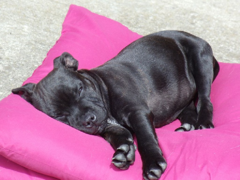 Publication : Blazing Blacks