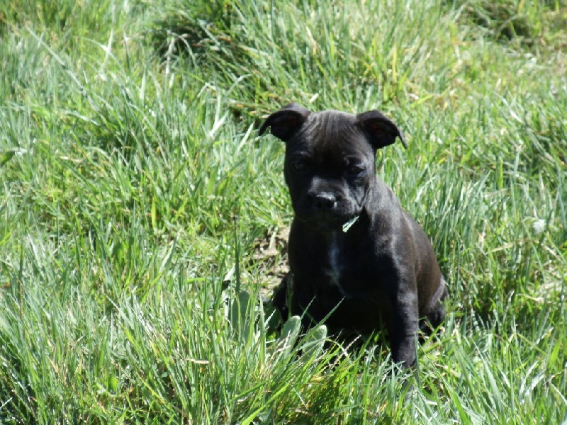 Publication : Blazing Blacks