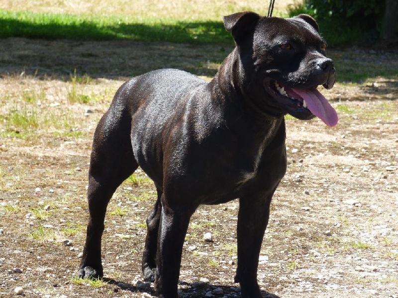 Publication : Blazing Blacks