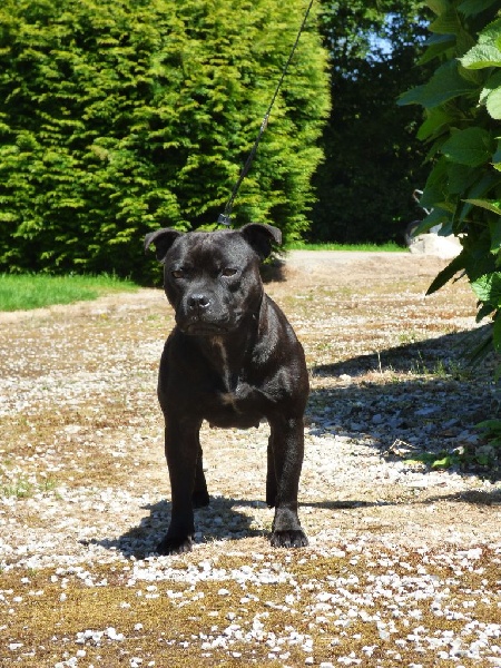 Publication : Blazing Blacks