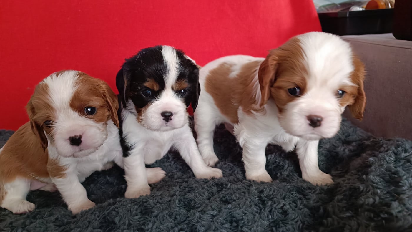 Cavalier King Charles Spaniel - du Paradis Bleu Indigo