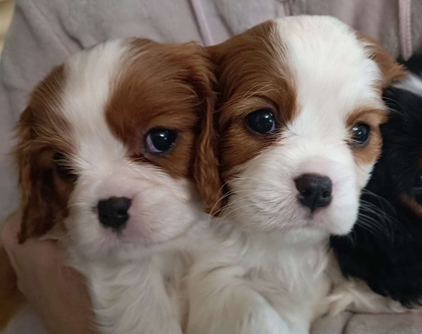 Cavalier King Charles Spaniel - du Paradis Bleu Indigo