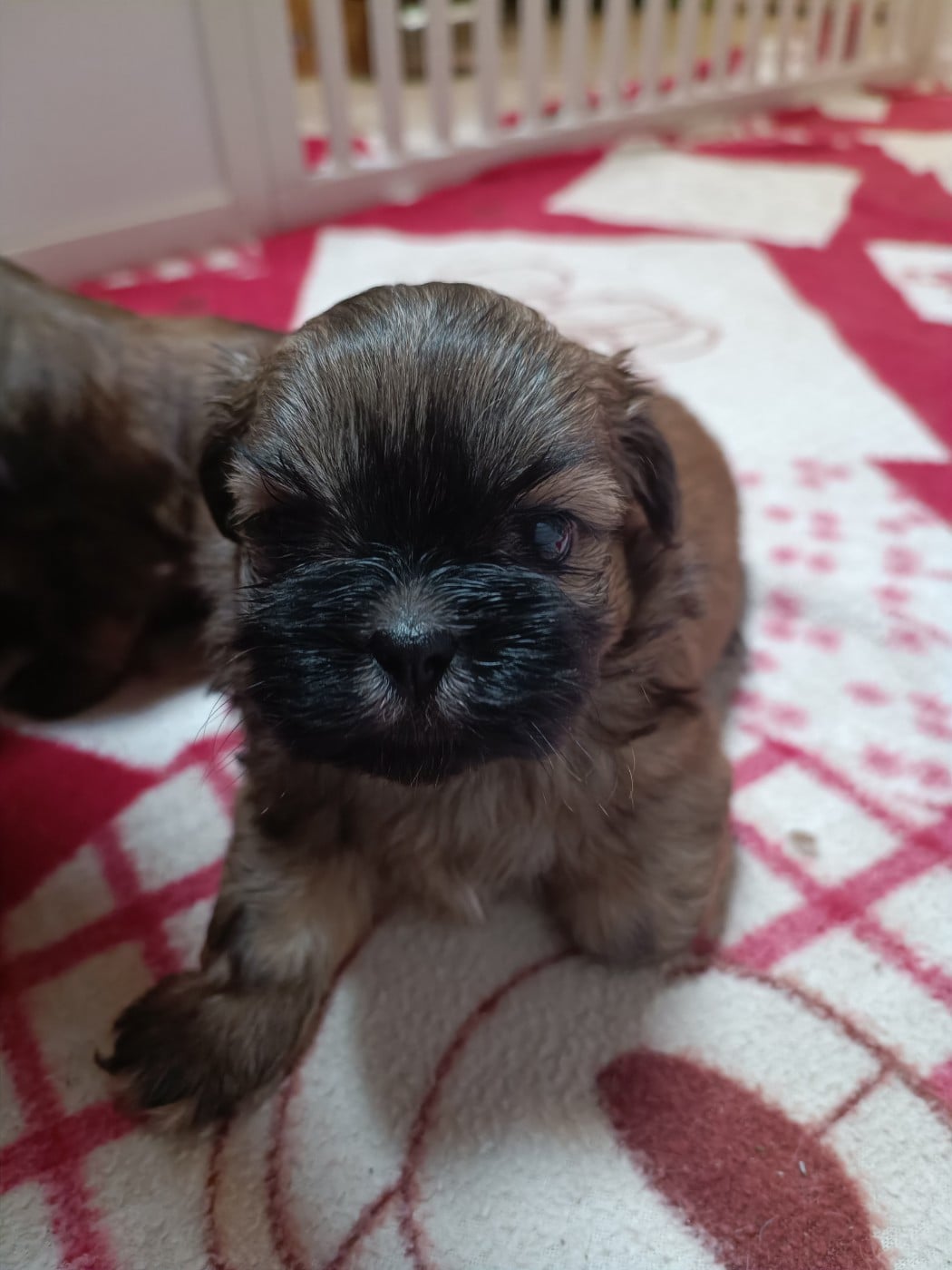 CHIOT 2