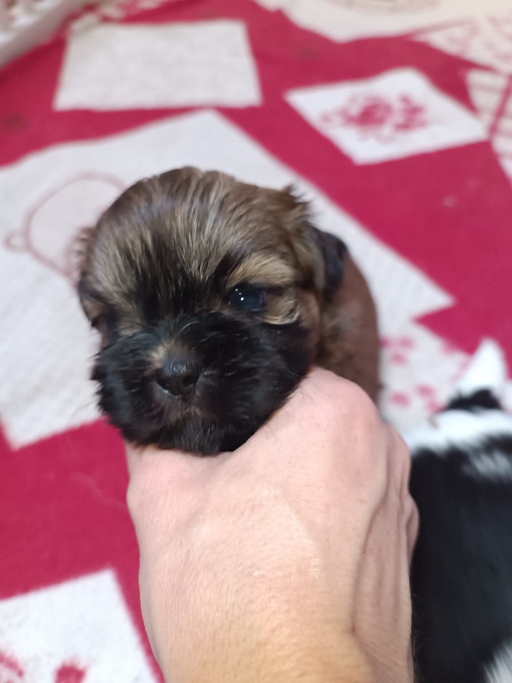 CHIOT 2
