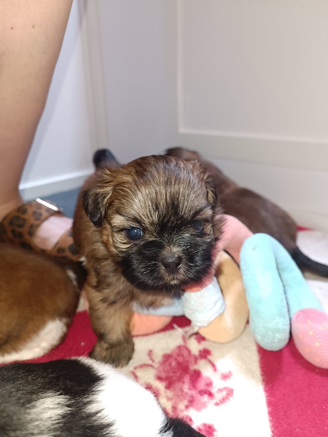 CHIOT 2