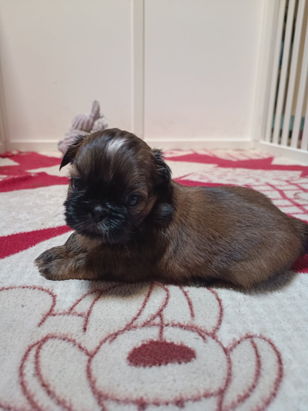 CHIOT 3 - Shih Tzu