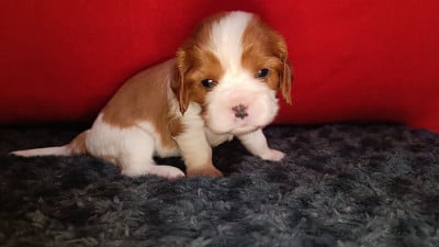 Les chiots de Cavalier King Charles Spaniel