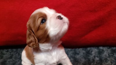 Les chiots de Cavalier King Charles Spaniel