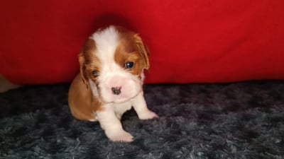 Les chiots de Cavalier King Charles Spaniel