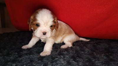 Les chiots de Cavalier King Charles Spaniel