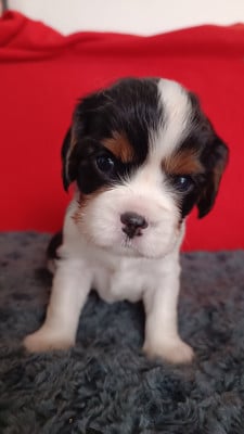 Les chiots de Cavalier King Charles Spaniel