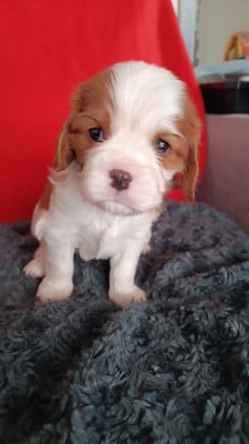 Les chiots de Cavalier King Charles Spaniel