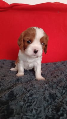 Les chiots de Cavalier King Charles Spaniel