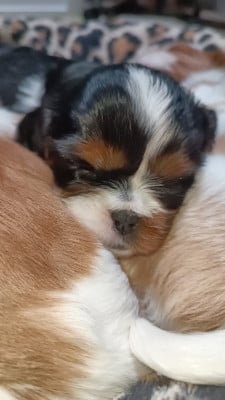 Les chiots de Cavalier King Charles Spaniel