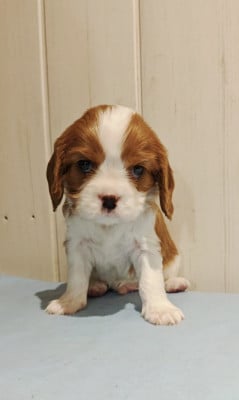 Les chiots de Cavalier King Charles Spaniel