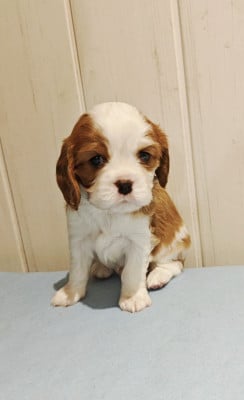 Les chiots de Cavalier King Charles Spaniel