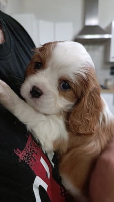 Les chiots de Cavalier King Charles Spaniel
