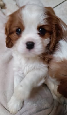 Les chiots de Cavalier King Charles Spaniel