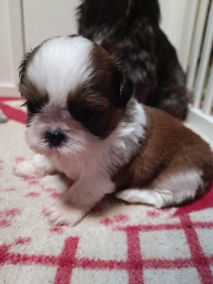 Les chiots de Shih Tzu
