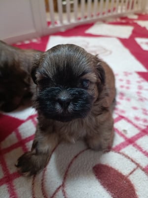 Les chiots de Shih Tzu