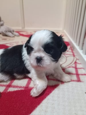 Les chiots de Shih Tzu