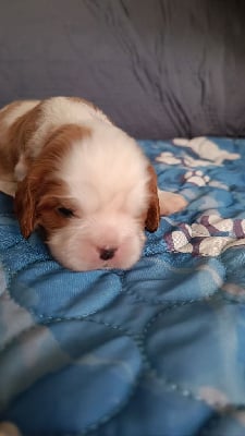 Les chiots de Cavalier King Charles Spaniel