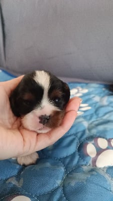 Les chiots de Cavalier King Charles Spaniel
