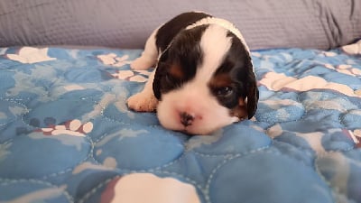 Les chiots de Cavalier King Charles Spaniel