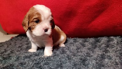 Les chiots de Cavalier King Charles Spaniel