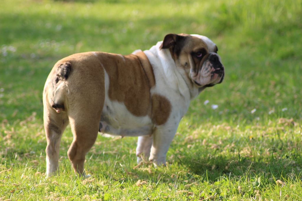 Publication : des Bulls Fourious