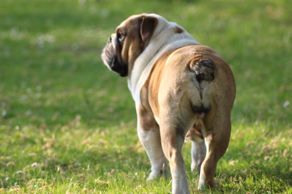 Publication : des Bulls Fourious