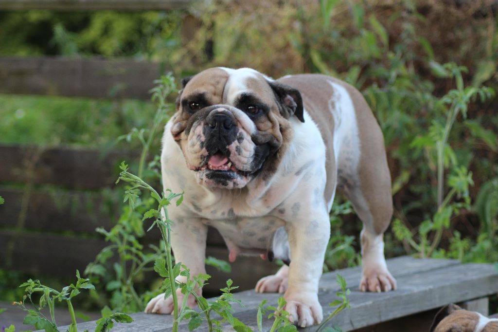 Publication : des Bulls Fourious