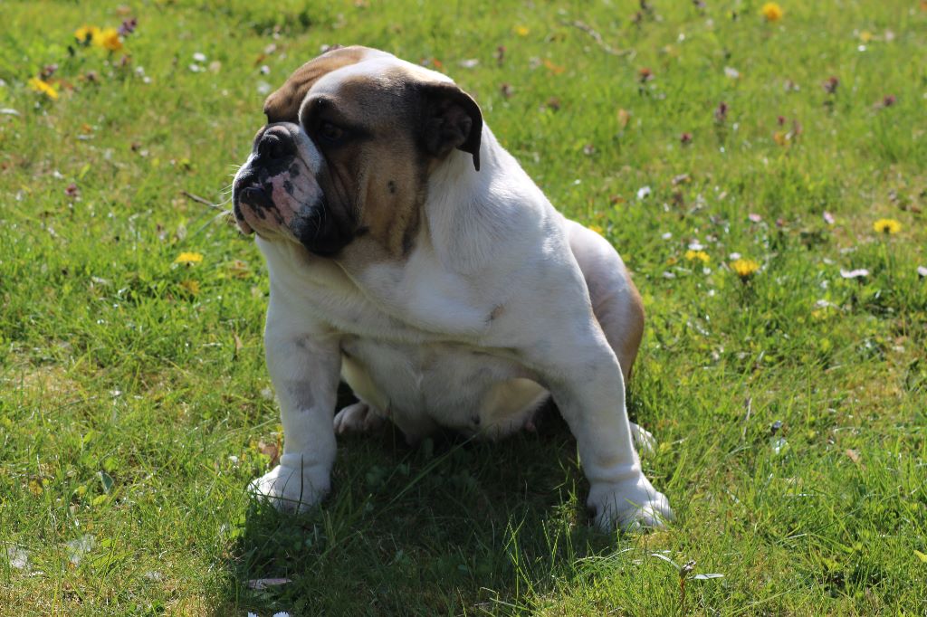 Publication : des Bulls Fourious