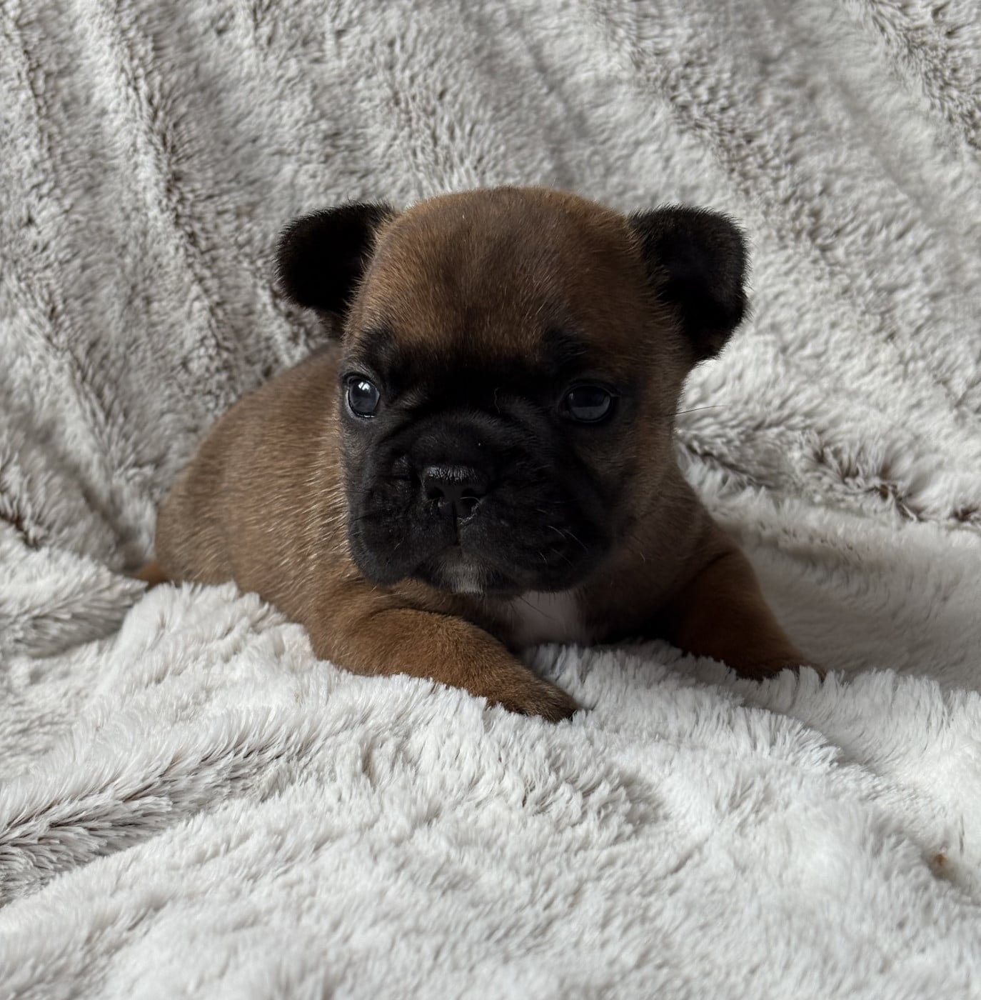 Bianca - Bouledogue français