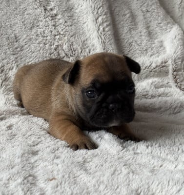 Les chiots de Bouledogue français