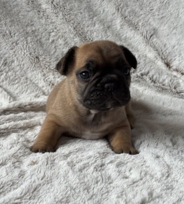 Les chiots de Bouledogue français