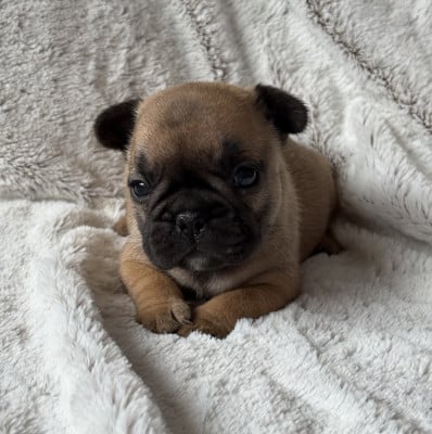 Les chiots de Bouledogue français