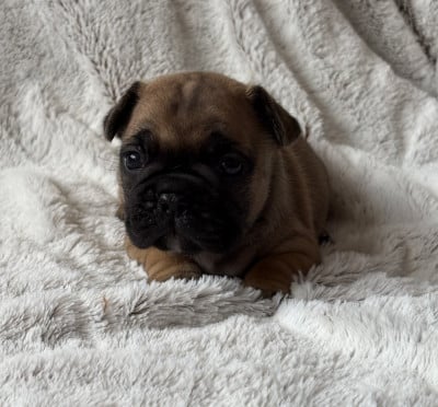 Les chiots de Bouledogue français