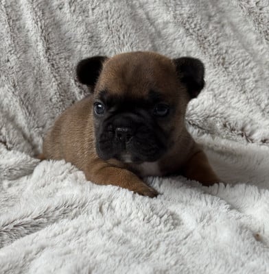 Les chiots de Bouledogue français