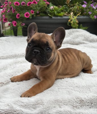 Les chiots de Bouledogue français