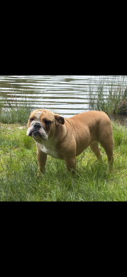 Les chiots de Bulldog Anglais