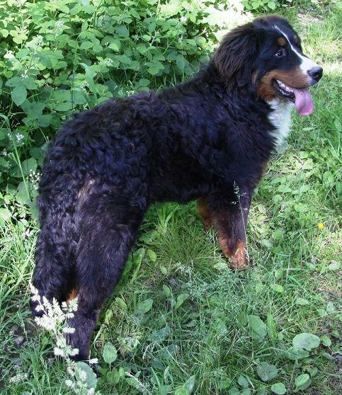 Publication : de la tremblaie téchonière Auteur : daniel risser