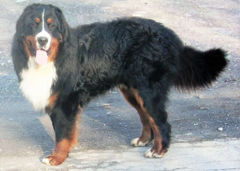 Publication : de la tremblaie téchonière Auteur : daniel risser