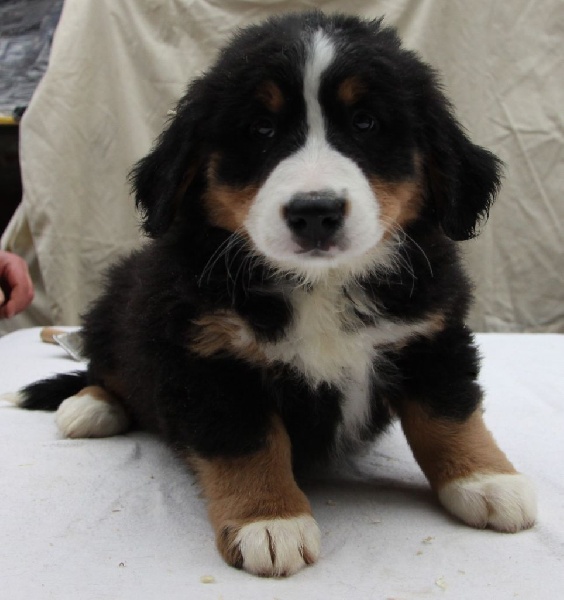 Publication : de la tremblaie téchonière Auteur : Risser daniel