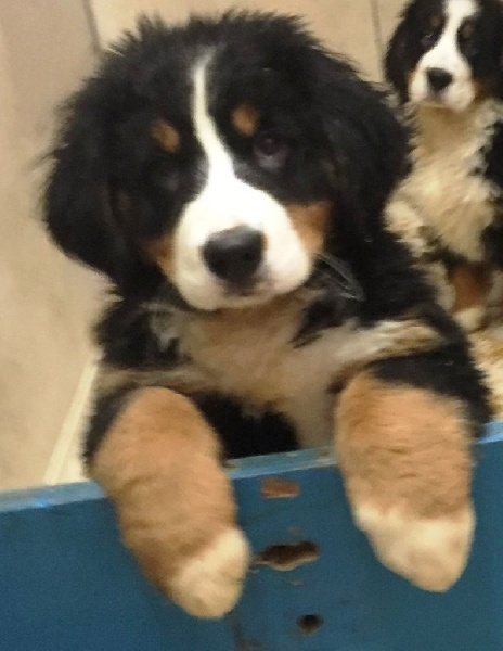 Publication : de la tremblaie téchonière Auteur : Risser daniel