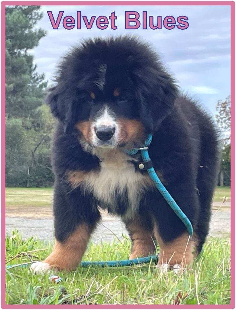 Velvet blues De La Cathedrale Des Ours