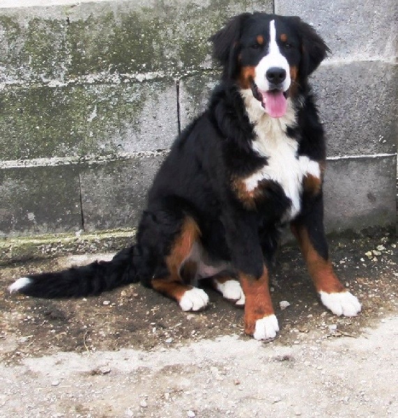 Publication : de la tremblaie téchonière Auteur : Risser daniel