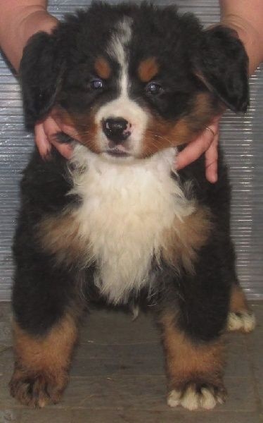 Publication : de la tremblaie téchonière Auteur : daniel risser