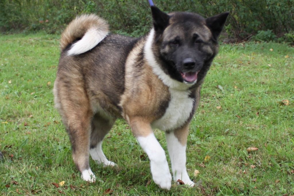 Publication : de la tremblaie téchonière