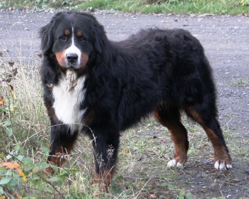 Publication : de la tremblaie téchonière Auteur : daniel risser